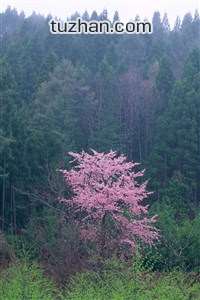 瑞士田径选手以绝佳成绩获得多项冠军
