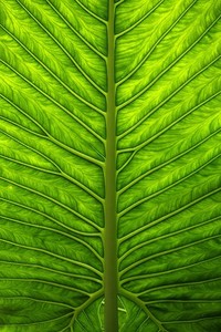 海布凯赫者，特兰米尔锡提之战未了